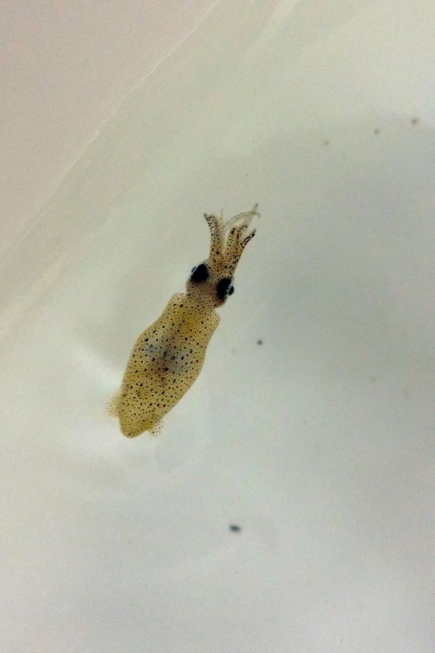 水箱中两种色调的侏儒乌贼的特写图片。这种小鱿鱼的皮肤是半透明的，上面有黑色斑点。