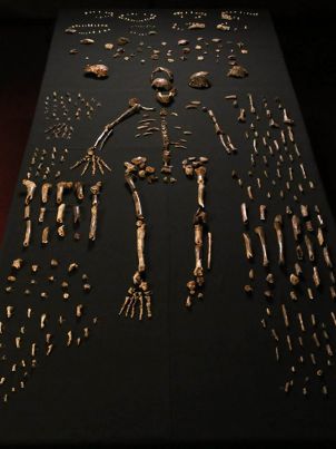 这是迪那莱迪人的骨骼布局
