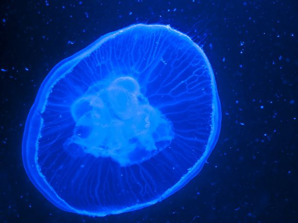 盒Jellyfish