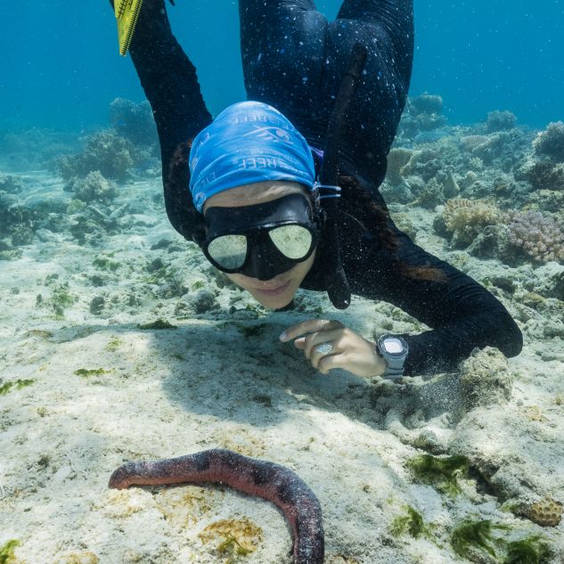 一名科学家在大堡礁潜水，用工具测量珊瑚礁底部的海参。
