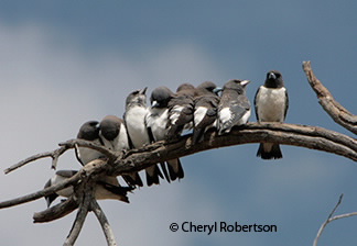 九只白胸木燕以典型的方式坐在树枝上