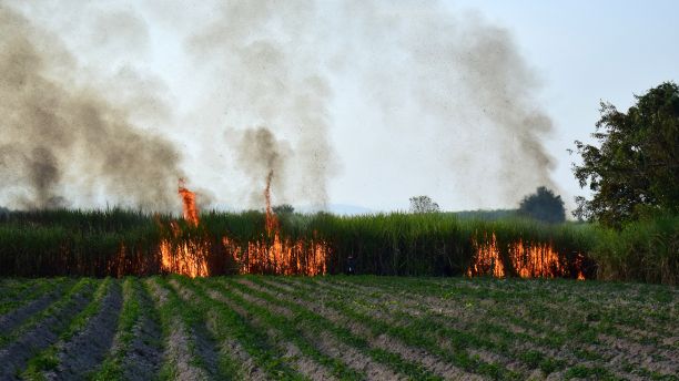 燃烧甘蔗领域