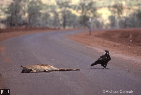 鹰在路上带着小袋鼠的尸体