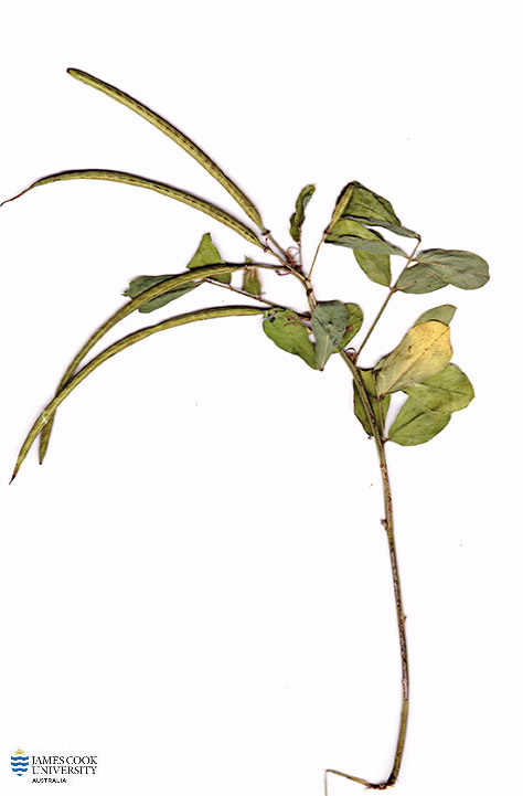 扫描Sennabutusifolia