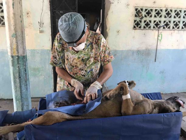 谢里丹在狗的一只狗执行手术在墨西哥