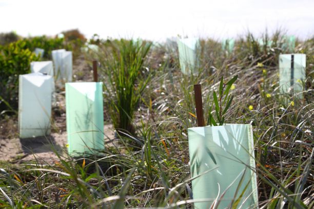 植物丛用木桩和塑料保护，在沙质环境中建立植物，以防止侵蚀。