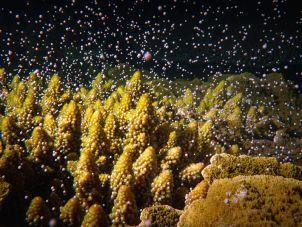 珊瑚产卵
