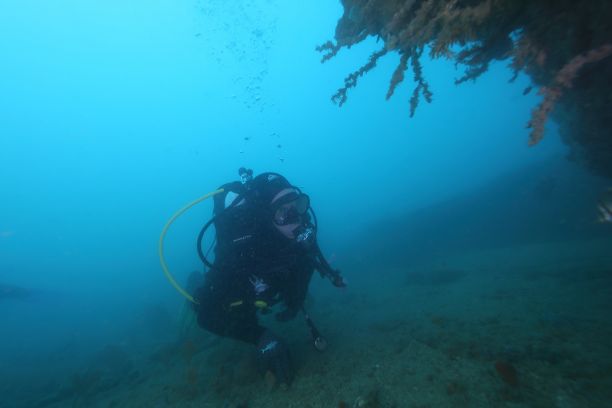 一名穿着水肺装备的潜水员在水下，靠近海底游泳，珊瑚在他们的右侧。